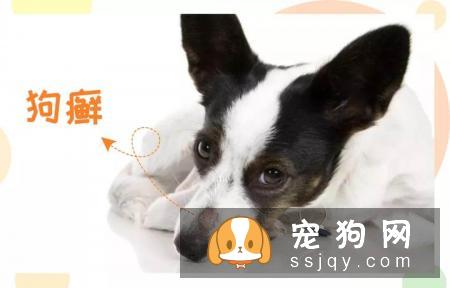 狗癣、过敏、叮咬等皮肤病,专挑皮肤防御力最低的夏季出来!