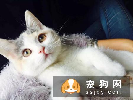 秋冬季节宠物换毛期，宠物店应该注意什么？