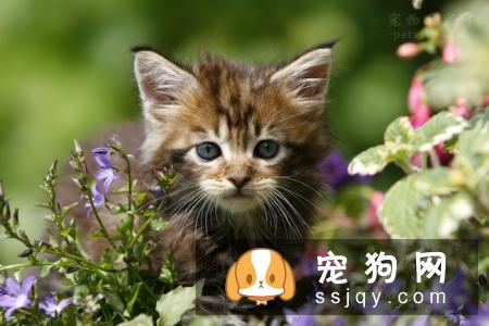宠物市场越来越好，未来的宠物种类都有哪些？