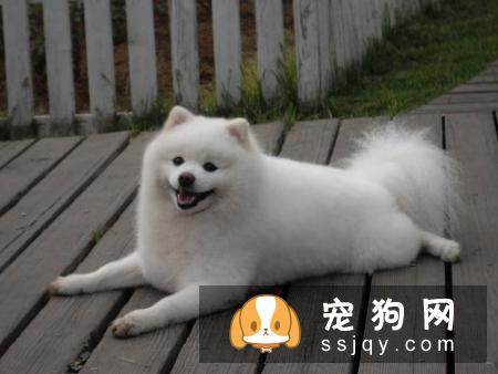 患有高血糖的动物需要注意哪些？