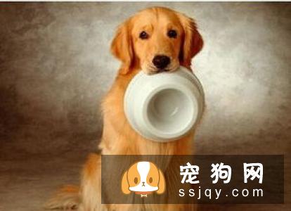缅因猫都吃什么 给缅因猫为什么吃有益健康