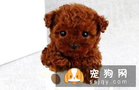 泰迪犬能长多大?茶杯型贵宾肩高:38cm秀宠网兄弟