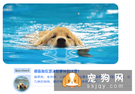 天气炎热 | 狗狗天生会游泳？