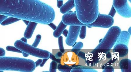 酶与益生菌对于狗狗有何作用？