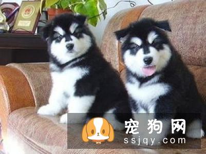 哈士奇应该怎么训练,教你如何训练出一只优秀的哈士奇犬