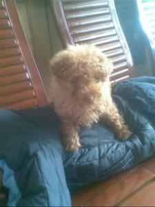 萨摩耶犬初春换毛要注意这些正常的掉毛、换毛外!