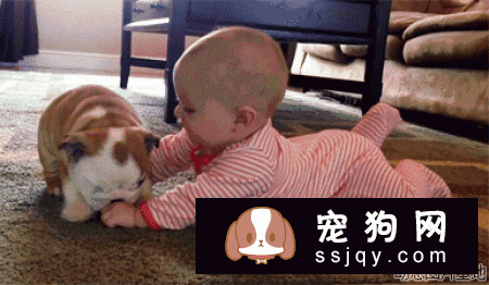 主人怀孕后，就不能养狗狗和猫咪了吗？