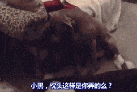 你真的了解你的狗狗吗?10个养狗误区