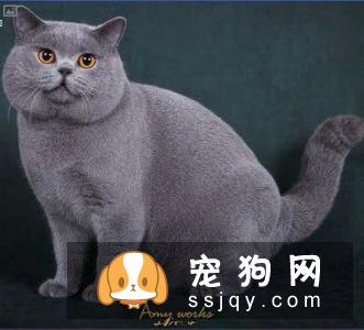 如何区分英国短毛猫和美国短毛猫？美短和英短有什么区别？
