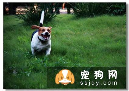 比格犬怎么训练，比格犬的加强训练方法！