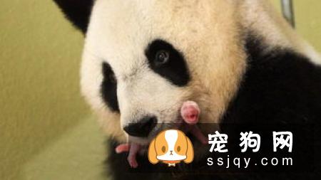 缅因猫性情温顺,对人亲近,聪明独立善解人意,是良好的宠物