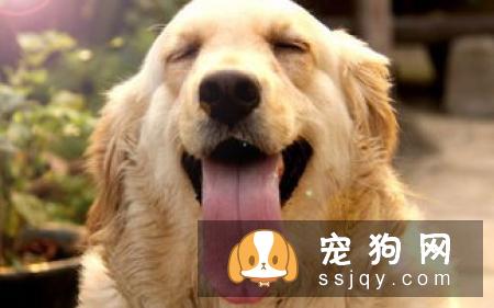 如何挑选聪明的狗狗，挑选聪明易训狗狗的四个关键点!