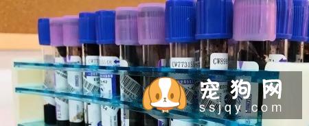 想买纯种犬太难,总是被狗贩子坑?CKU为狗狗打造了五大神器