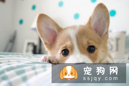 宠物市场越来越好，未来的宠物种类都有哪些？