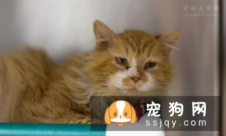 宠物主人对宠物进行安乐死,需要付出很大的勇气,请善待那些小生命。