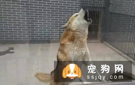 狗狗总是无缘无故乱叫是怎么回事？