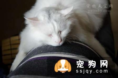 怀孕不是丢弃宠物的理由 网友分享自己当妈妈经历