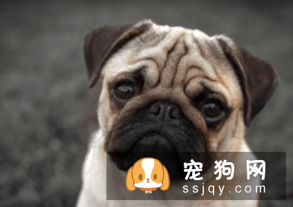 什么宠物狗养的人最多？宠物狗热度排行榜！