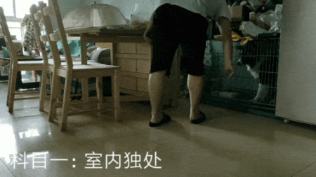 个子大招谁惹谁了?铲屎官大升级,打造养宠新模式!