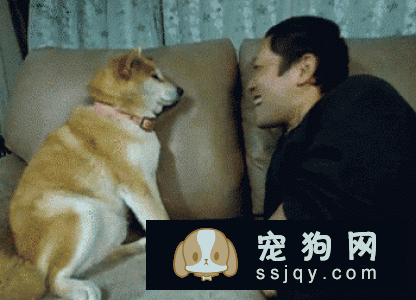 猫咪狗狗喜欢的“摸头杀”，还有一层别的意义！