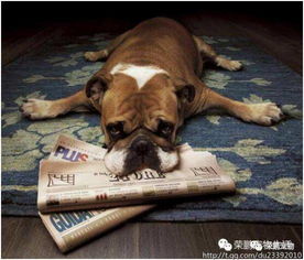 你怎么看待那些吃掉邻居宠物的人？
