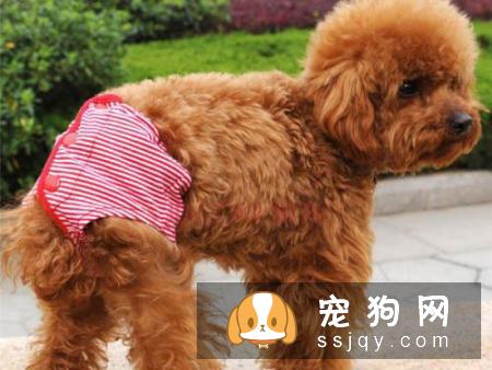 关于狗狗生理期，你应该这样做！