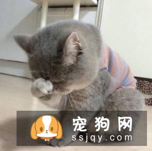 猫咪拉肚子该怎么办 为什么猫咪总是拉肚子