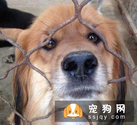 不适合养狗狗的人有哪些？