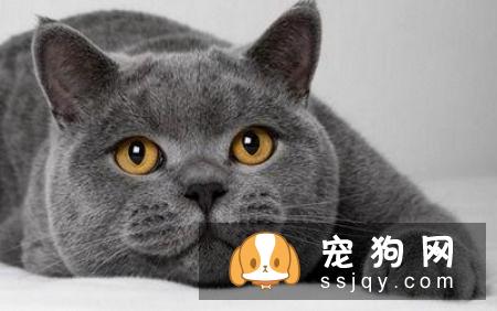 如何区分英国短毛猫和美国短毛猫？美短和英短有什么区别？