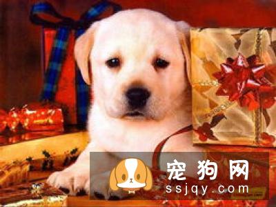 狗狗口吐白沫是什么原因？