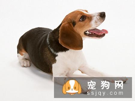 狗狗上了年纪，需要注意些哪些方面?