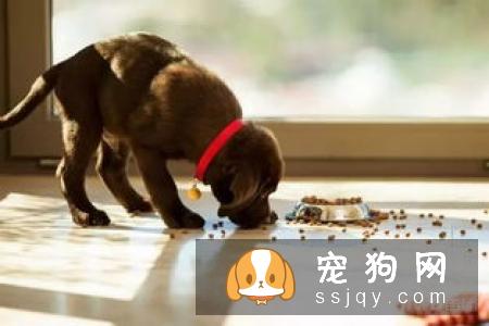 狗狗每天吃几顿才科学呢？
