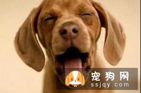 想要保证狗狗有健康的身体，主人应该怎么做？