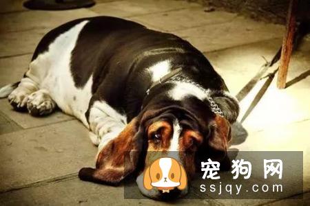 狗狗上了年纪，需要注意些哪些方面?