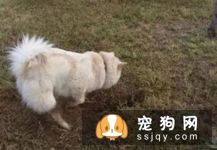 狗狗为什么喜欢在地上刨坑？是什么原因引起的