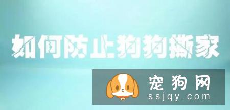 最伤的7种养狗方式，你做过几种？