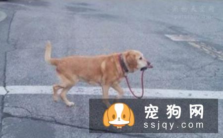 说狗的智商很高,是人类的忠诚朋友,那为什么它会咬人?