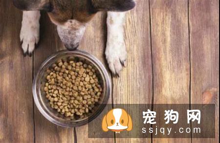 狗狗和猫咪在饮食上原来有这么多不同！