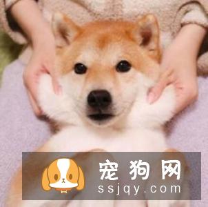 柴犬的性格锐敏,身强力壮,勇敢,易训练