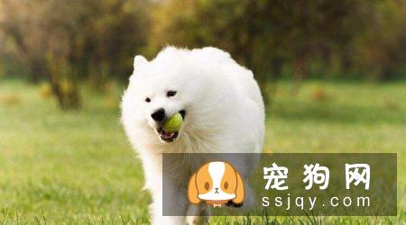 萨摩多久修剪一次毛发，萨摩剪毛美容怎么剪？