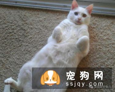狗狗露肚皮，只是因为信任你吗？