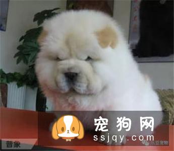 如何挑选聪明的狗狗，挑选聪明易训狗狗的四个关键点!