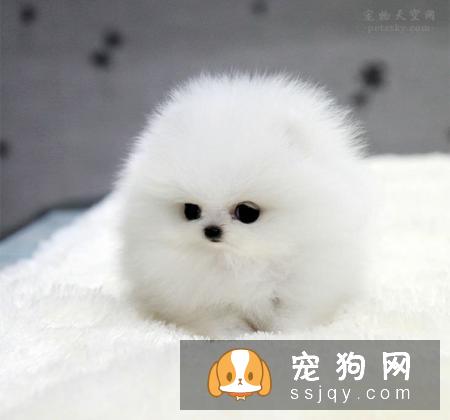 人类养宠物的本质是什么？