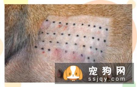 狗癣、过敏、叮咬等皮肤病,专挑皮肤防御力最低的夏季出来!