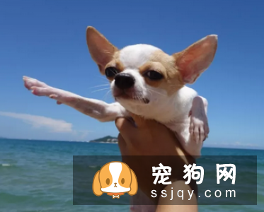 吉娃娃厌食不吃东西怎么办?