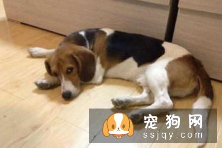 比格犬怎么训练，比格犬的加强训练方法！