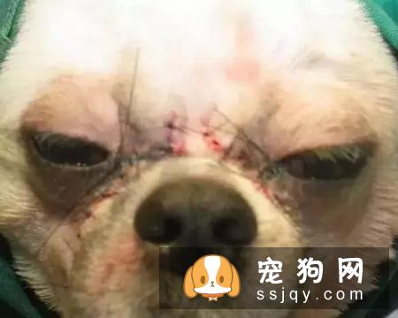 别拿无知当真爱，这种行为会害死你的狗