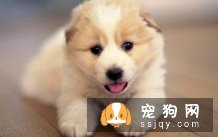 狗狗的胡须有什么用？可以剪吗？