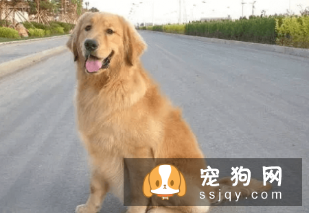什么宠物狗养的人最多？宠物狗热度排行榜！