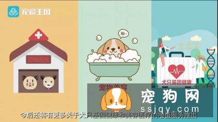 想买纯种犬太难,总是被狗贩子坑?CKU为狗狗打造了五大神器